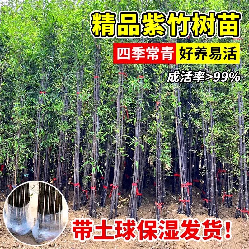 品尚竹苗甄选