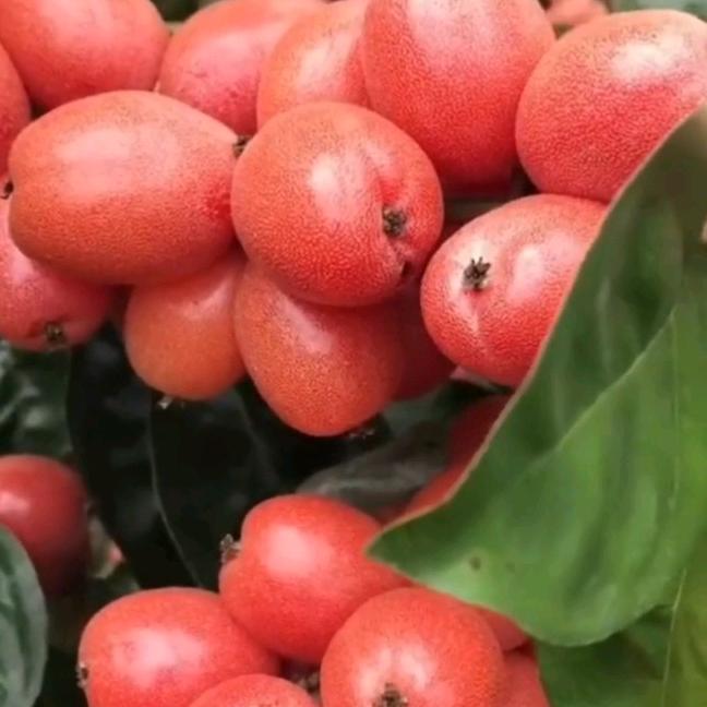 🚄天然💕开🐰喂果💝💞