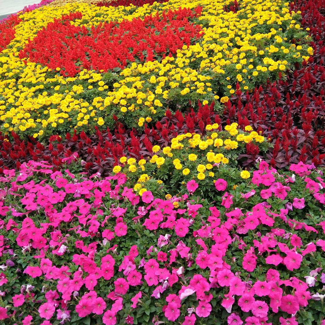 一芹之微