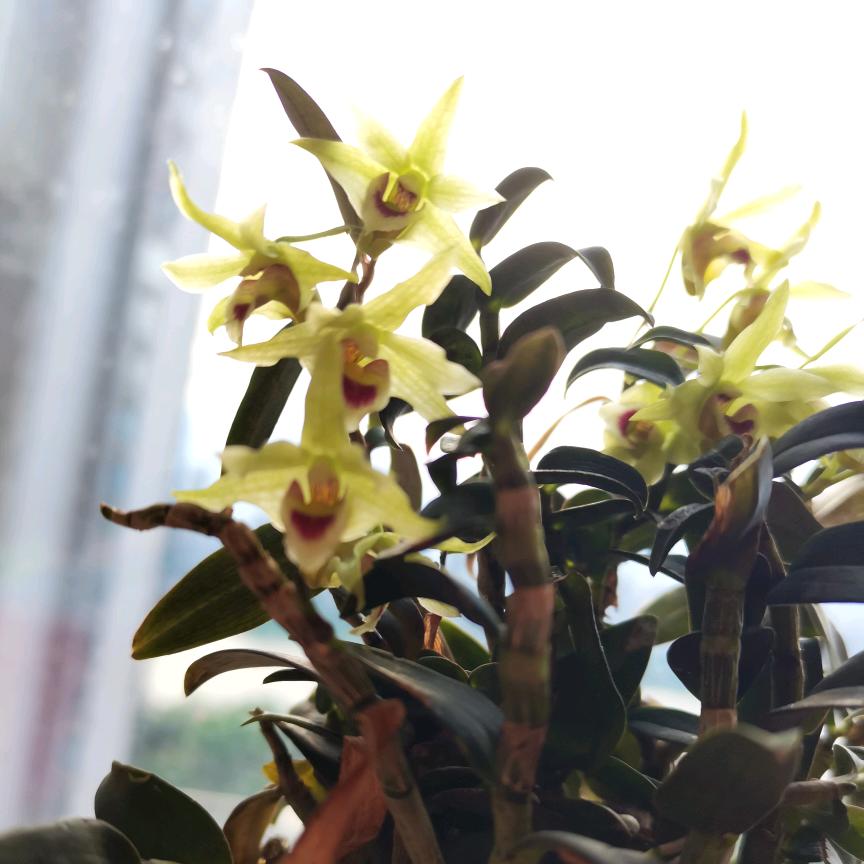 无聊的蜗牛