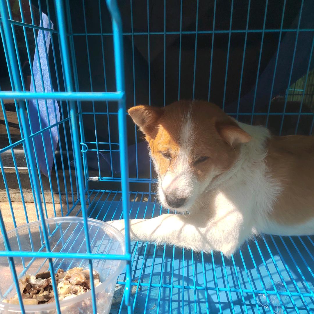 可爱的小多多！