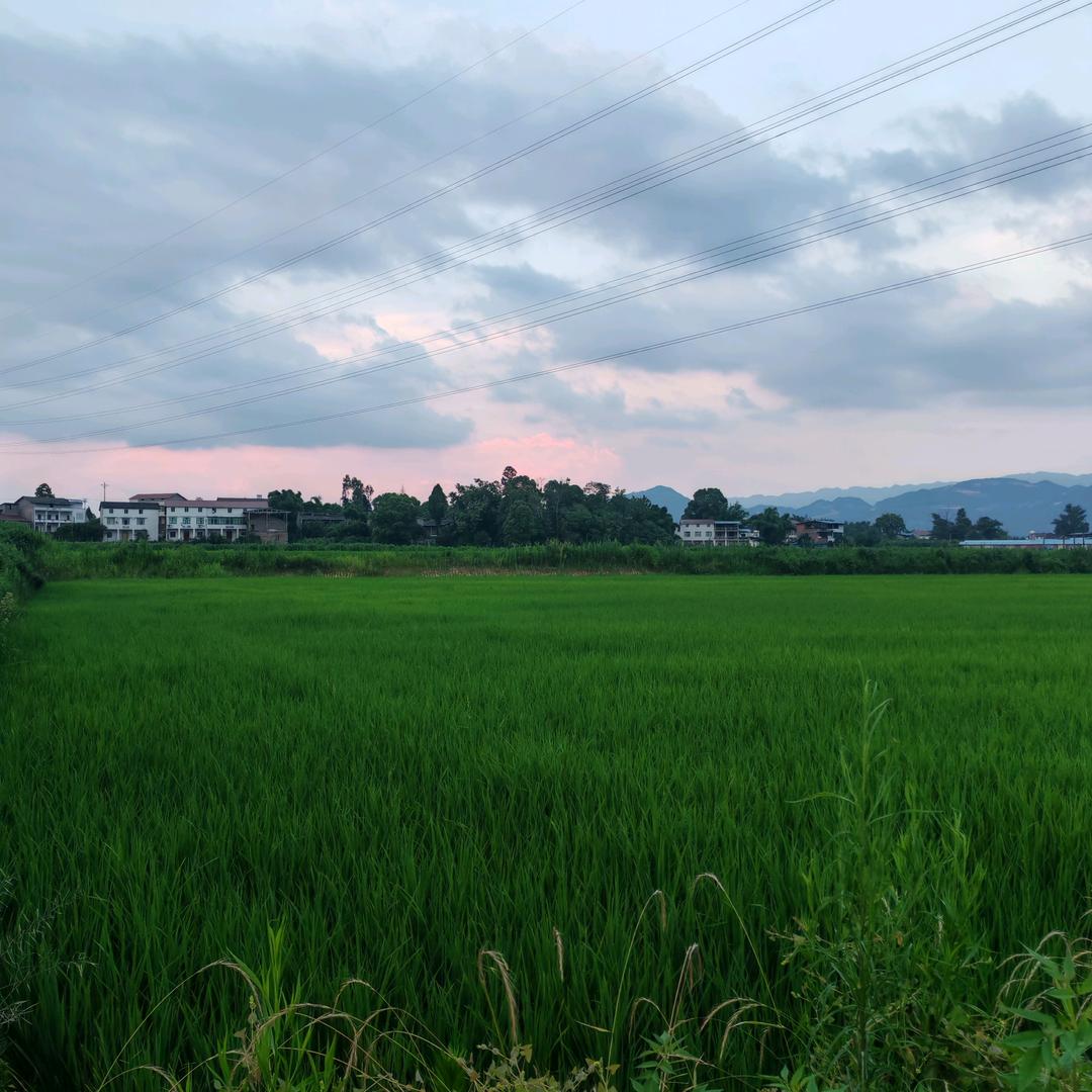 石榴
