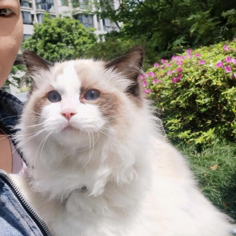 ᯓ🐑喵了个喵~