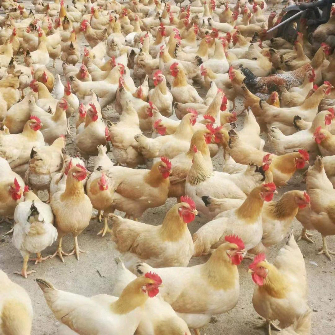 专业走地鸡批发零售配送