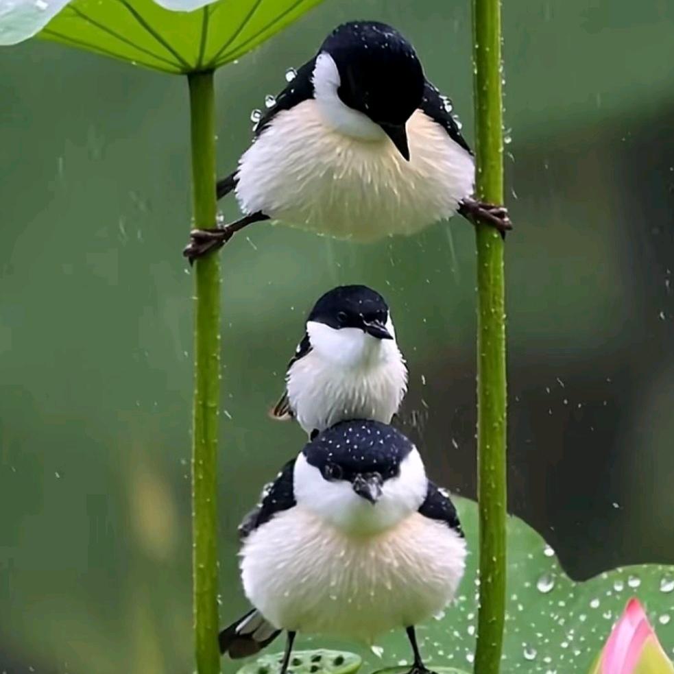 💼✈️萨拉木/💍🕌