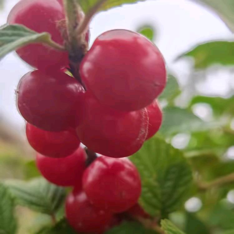 鸿运当头hh