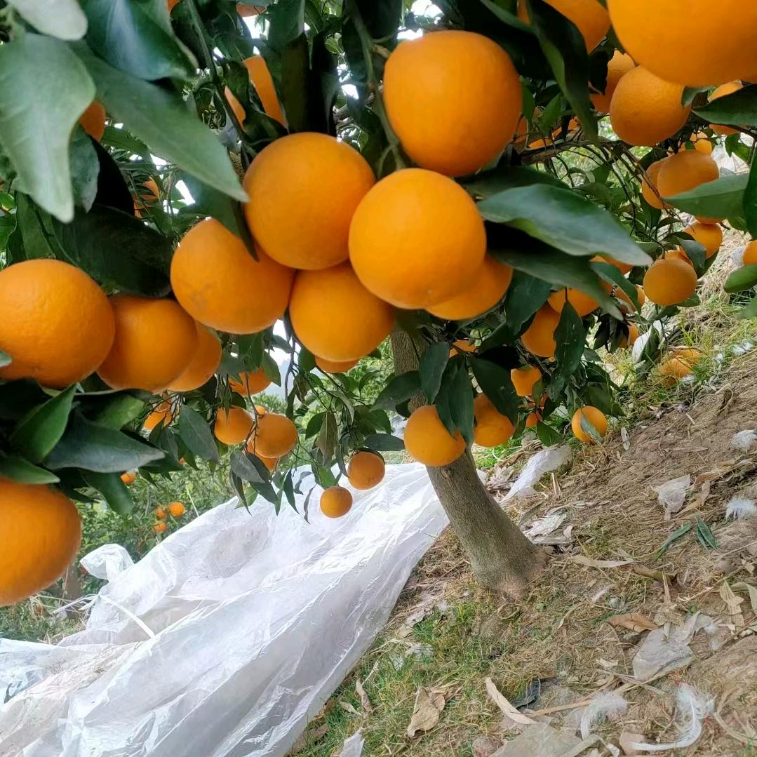 水果界的奥德彪