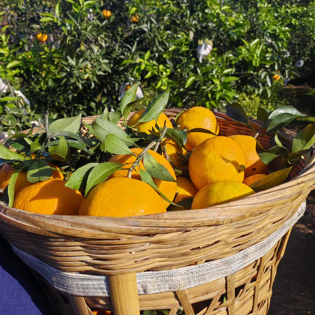 东坡徐家山农产生活坊