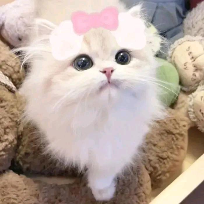 小涵.