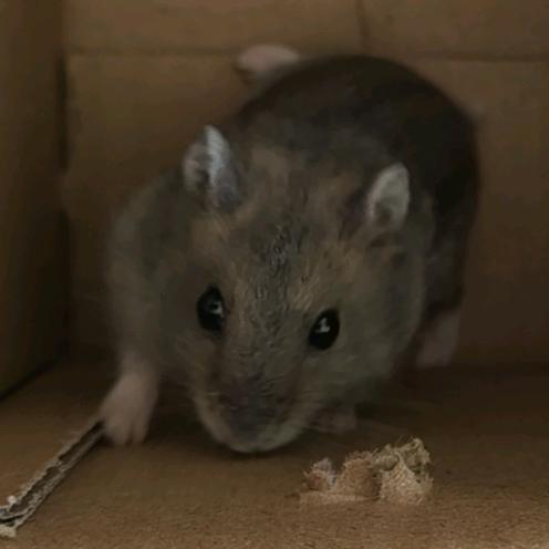 哪吒是个植物人