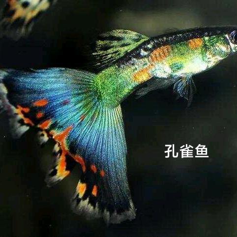 柒秒鱼🐟