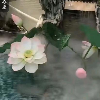 🦋小荷花🦋