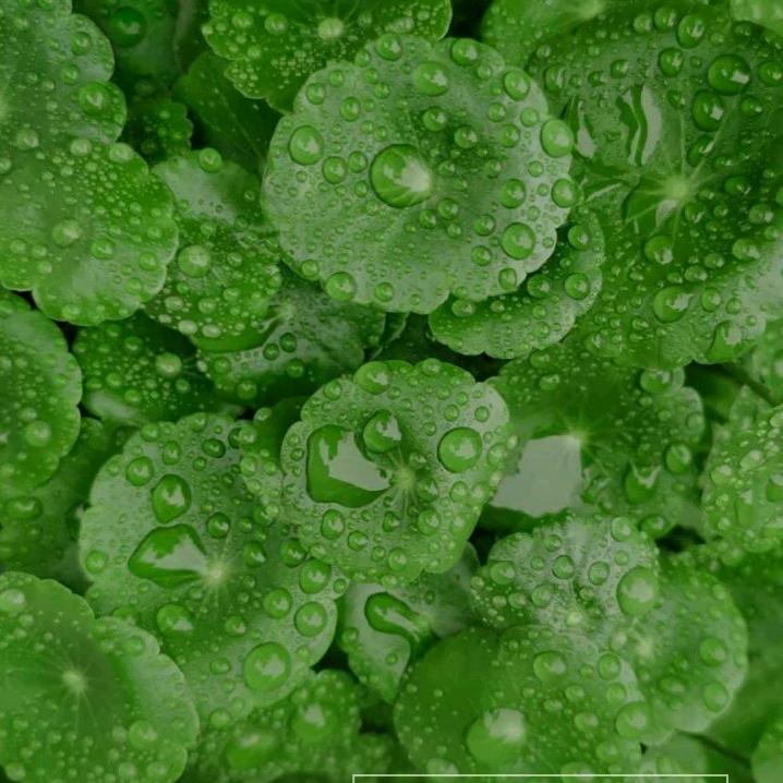 🍀四🍀叶🍀草