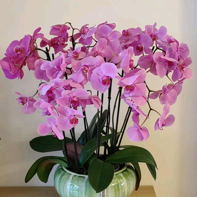YANG吖