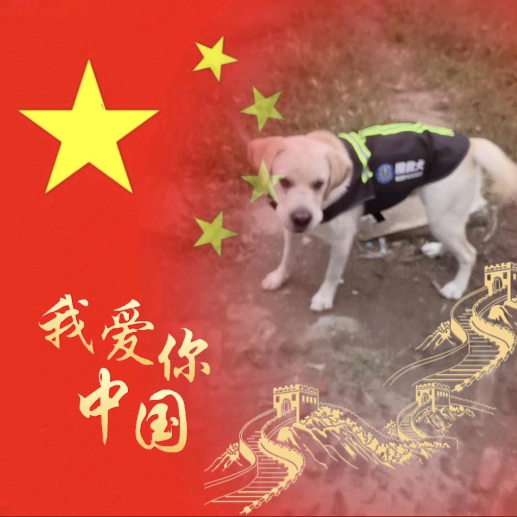 拉布拉多（崽崽）搜救犬
