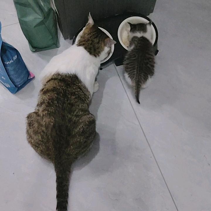 摸金校尉斯摩格