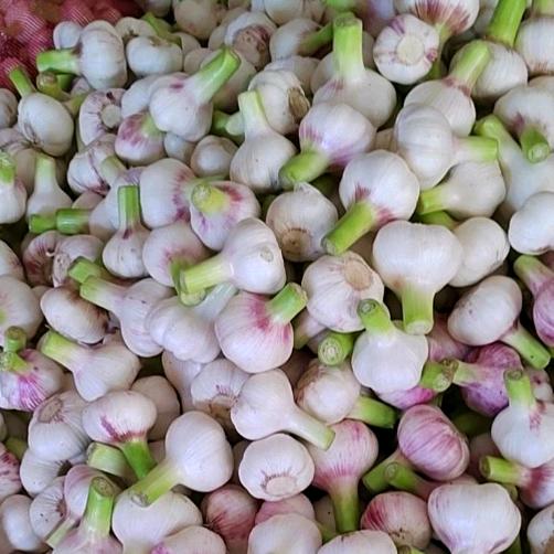 淮阳振伟蔬菜(代办)