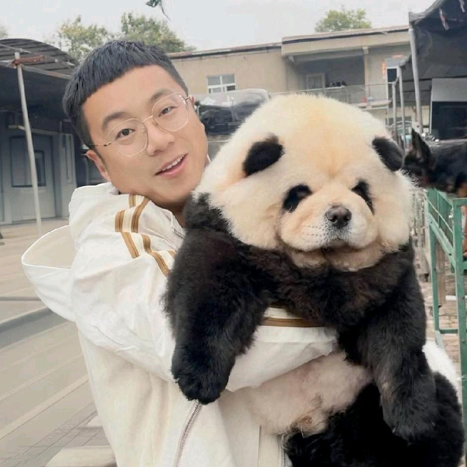 老杨爱玩狗