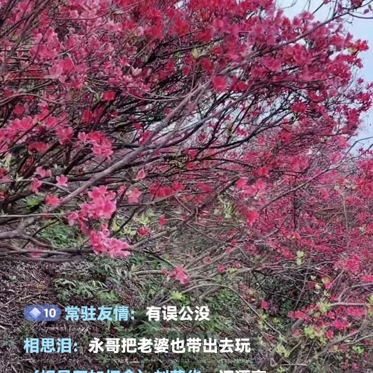 志哥