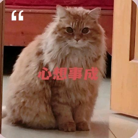 团子是只喵～