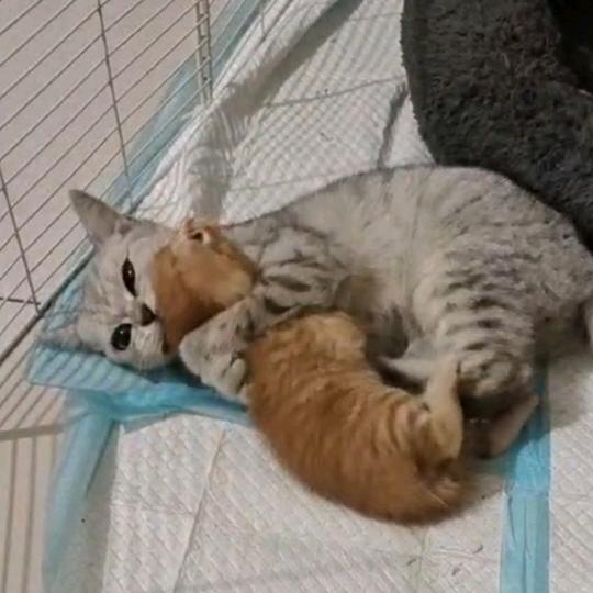 裴