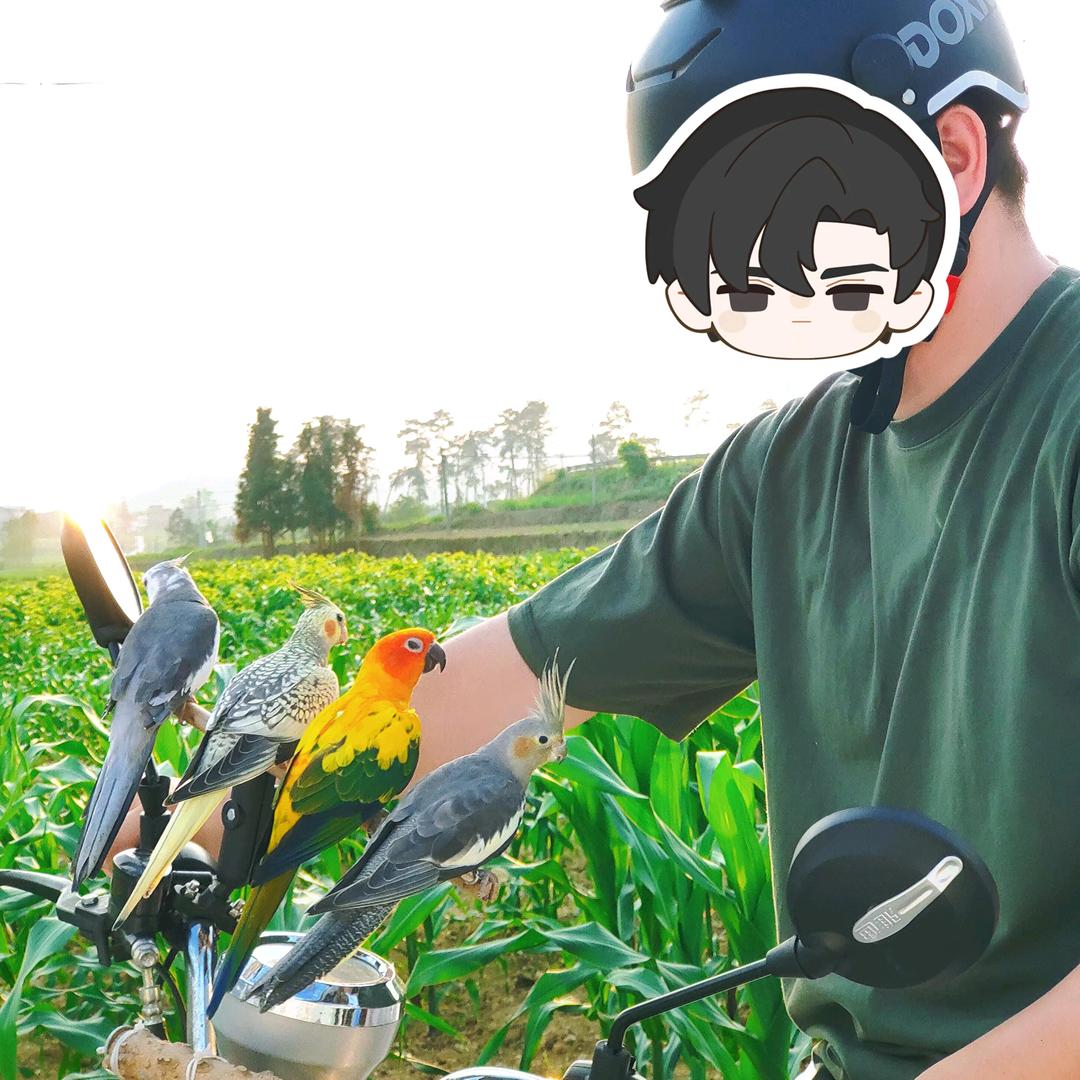 三石～鹦鹉🦜