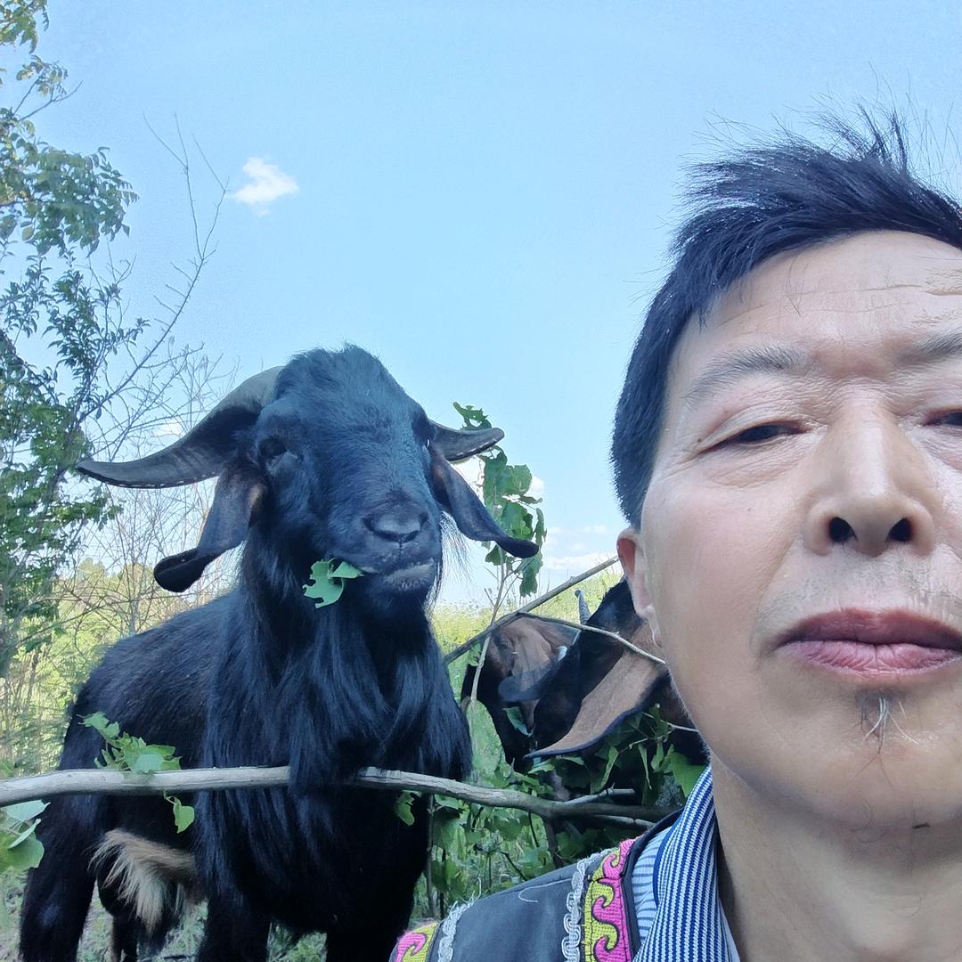 苗哥（放羊下午不定时）