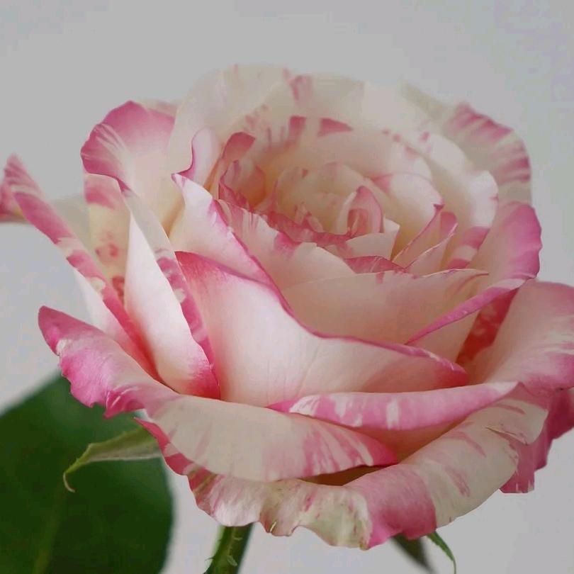 烟火花卉