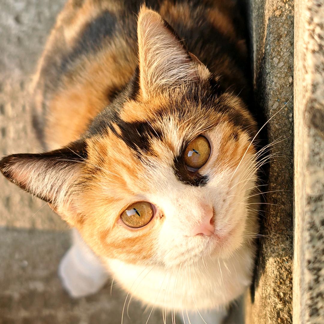 懿焮