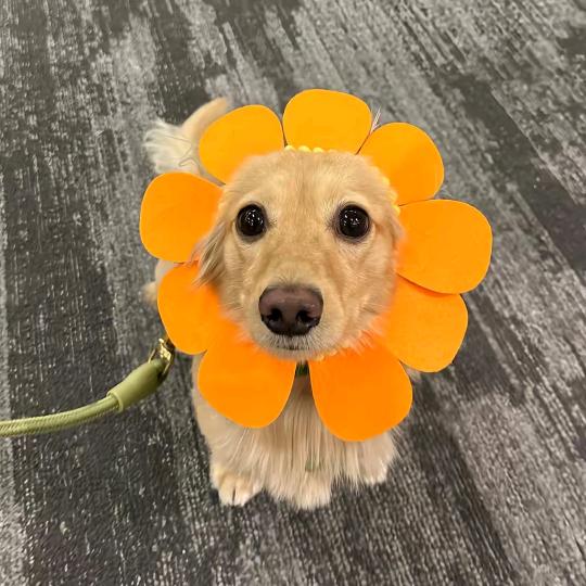 1朵花头像