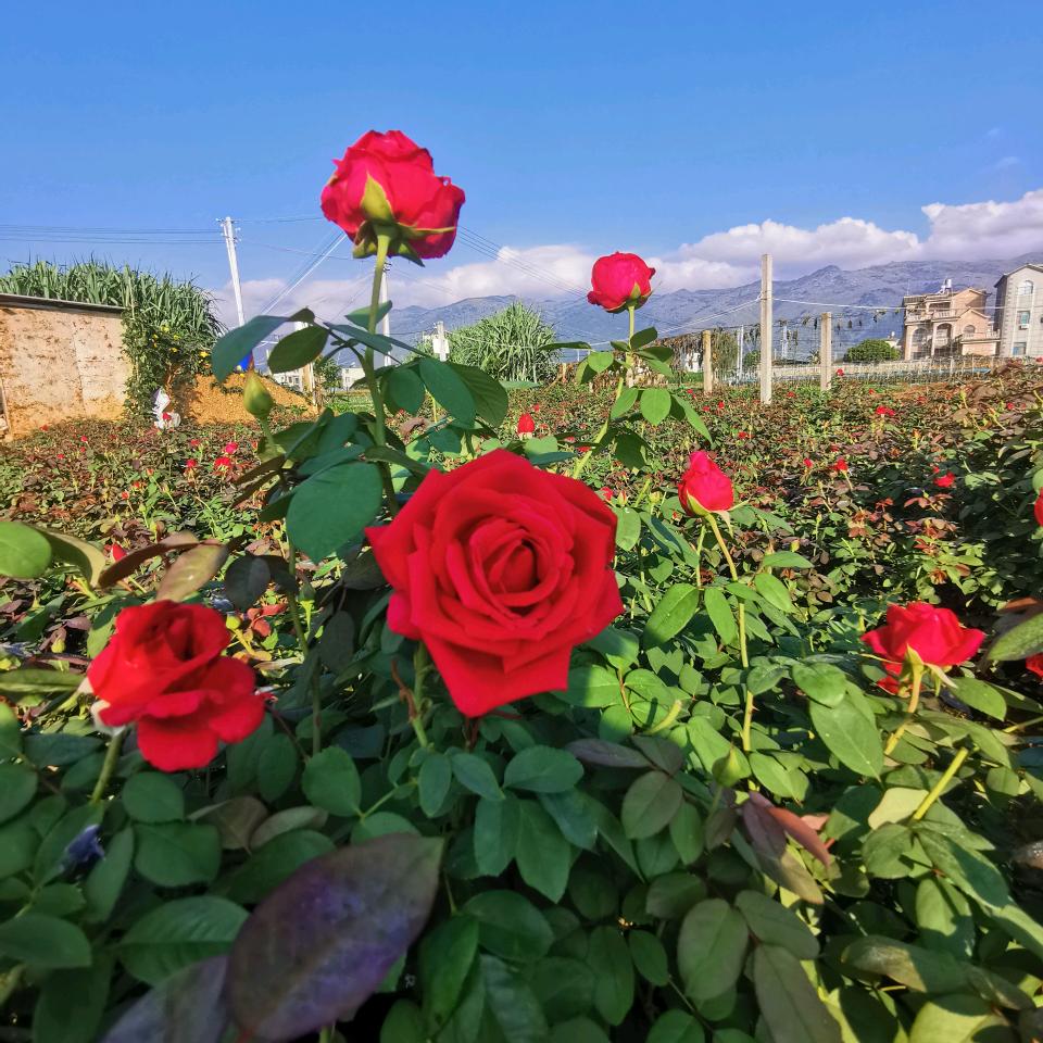 香花坊玫瑰种植园