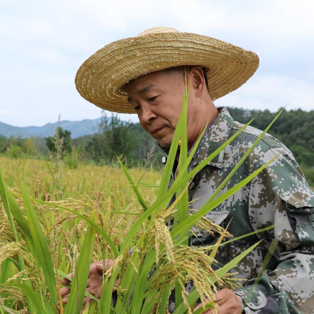 理想心选-老品种水稻传承