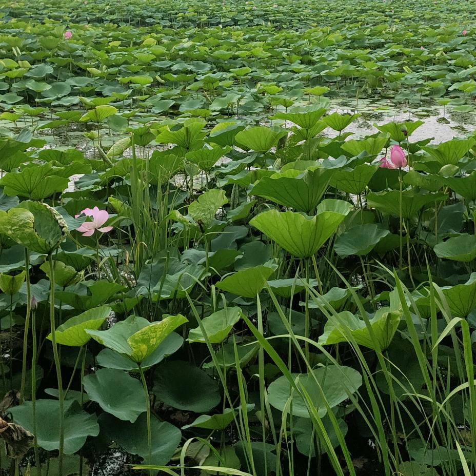 喜相逢天官赐福