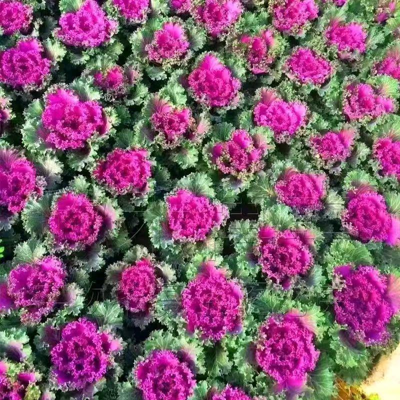 小老弟花艺坊
