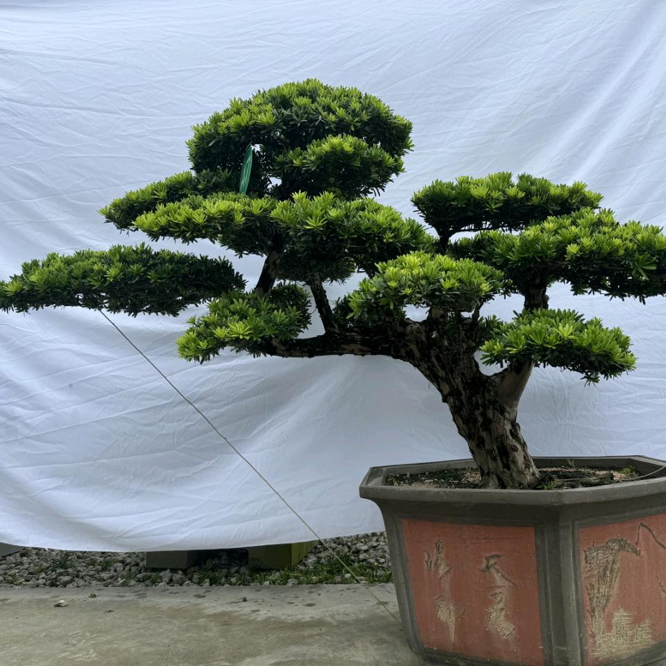 广东佛山森语园艺1