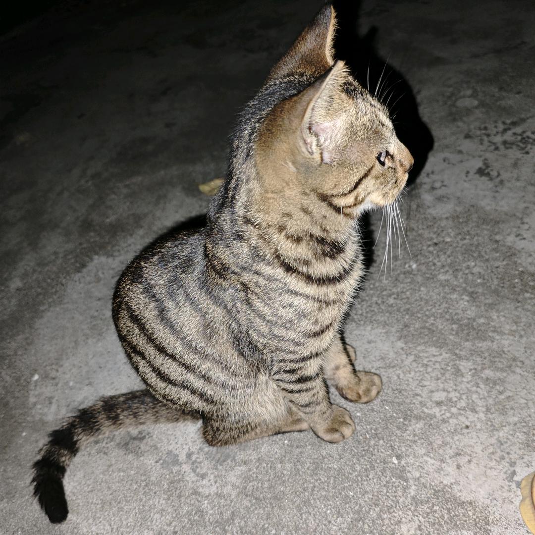 风起时繁花落尽