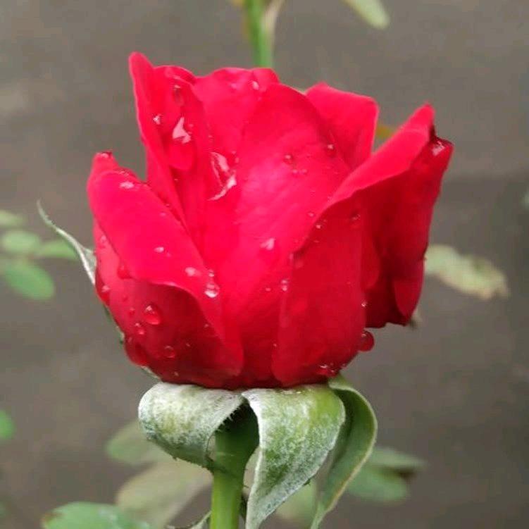 壁挂炉维修（广饶）