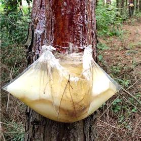 松油收购，包树割油