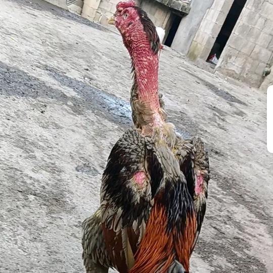 自由斗鸡