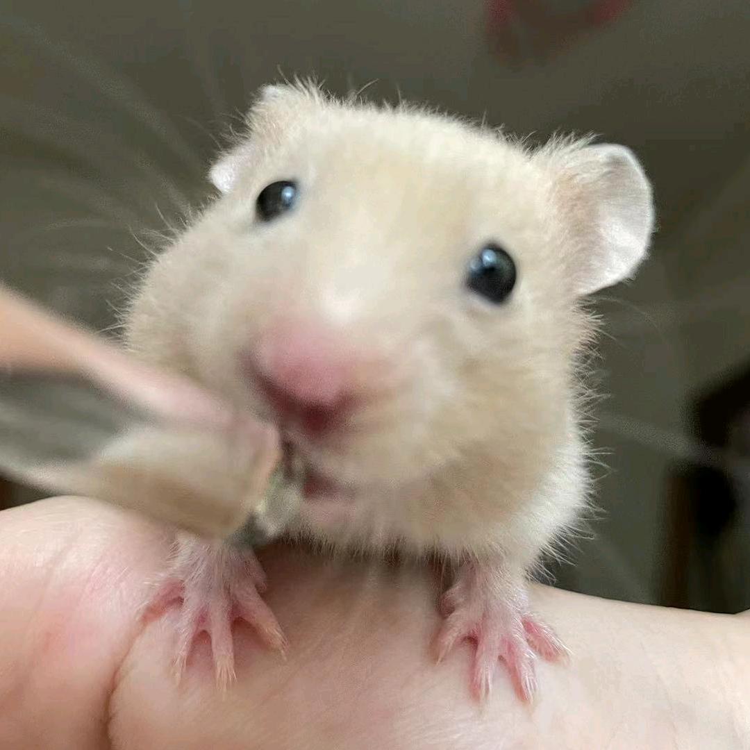 鼠小獭