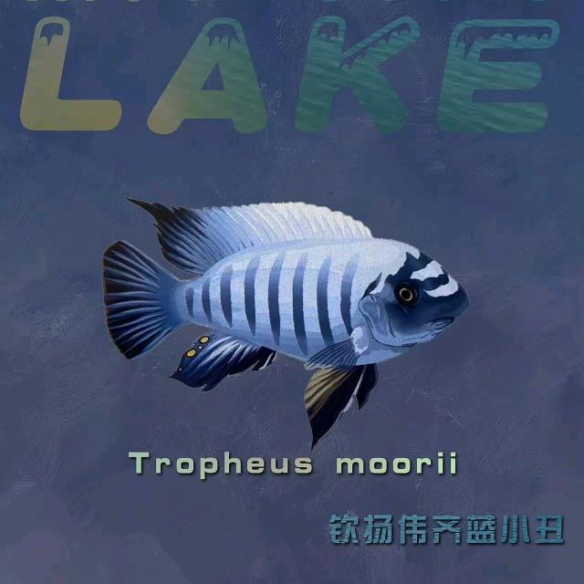 辽宁吉祥三湖慈鲷繁殖场