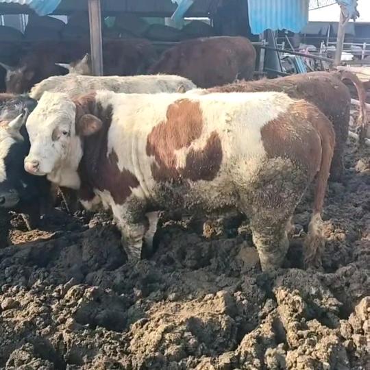 泉店军锋五香牛肉