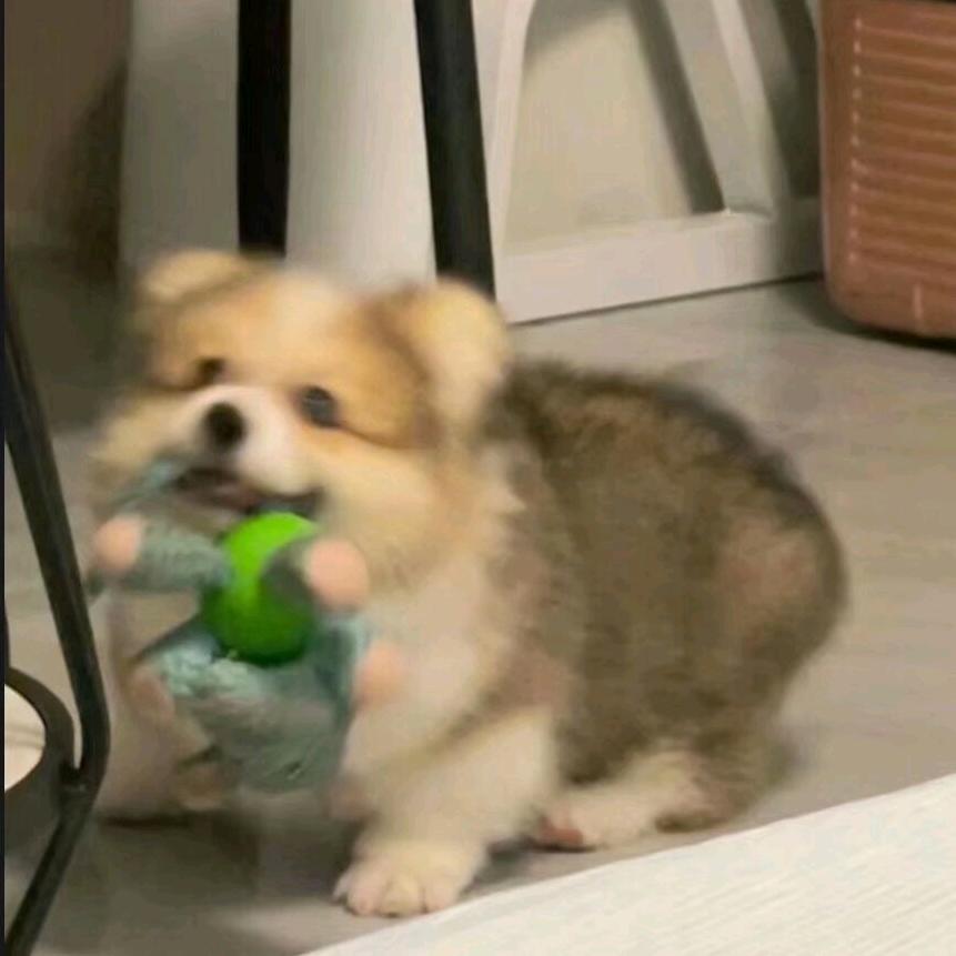 一只羊🐑