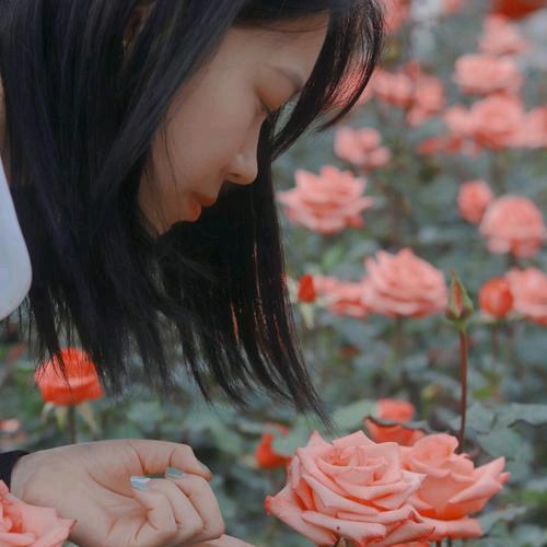 白玫瑰