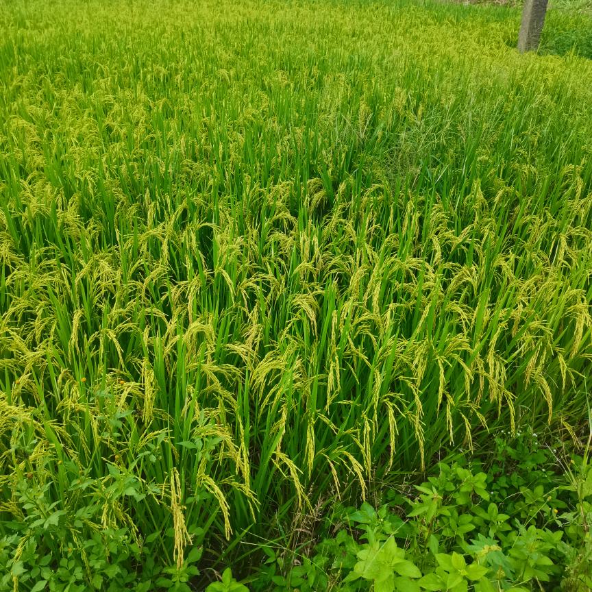 我姓杨，杨帆起航