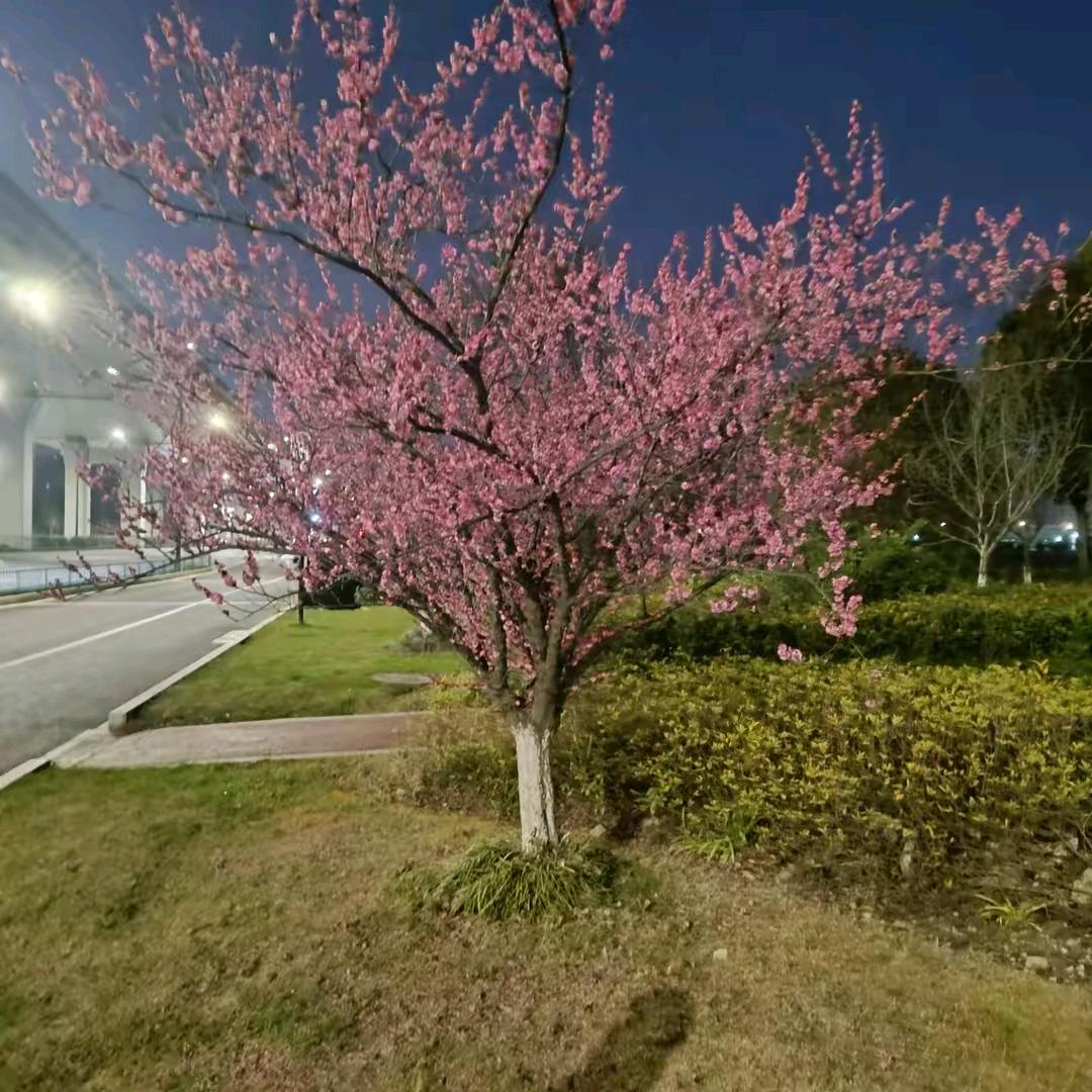 宁愿孤独不愿将就。