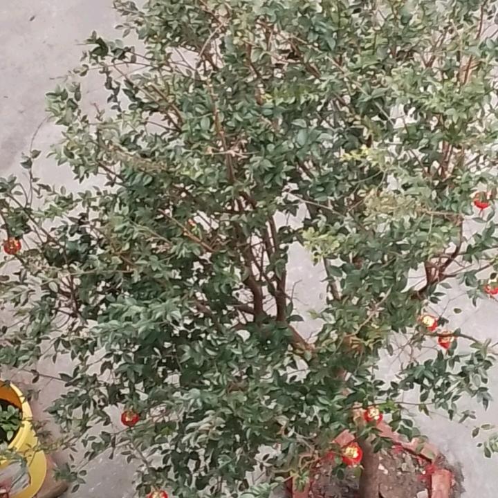 不认识，没见过