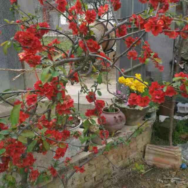 哥已不是当年的哥