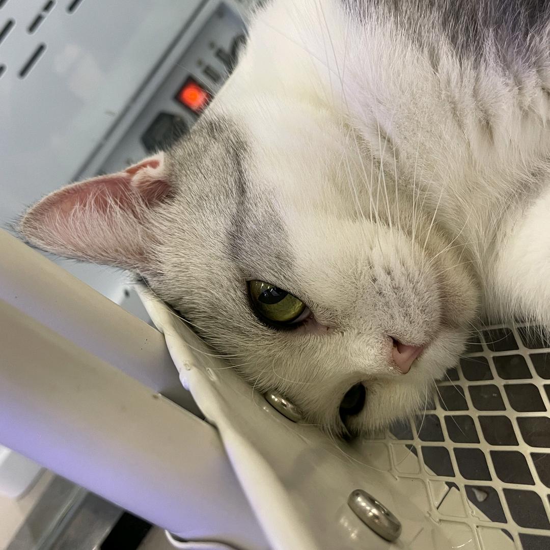 能干的猫（求推荐版