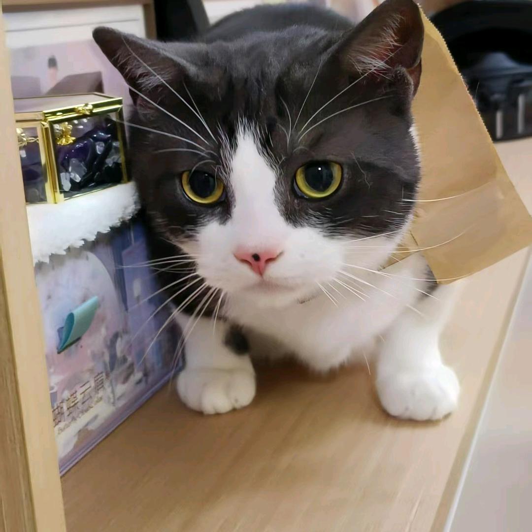 猪崽